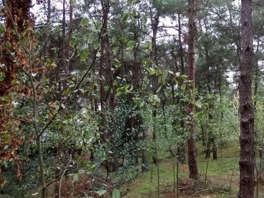 Апартаменты Forest Salonica