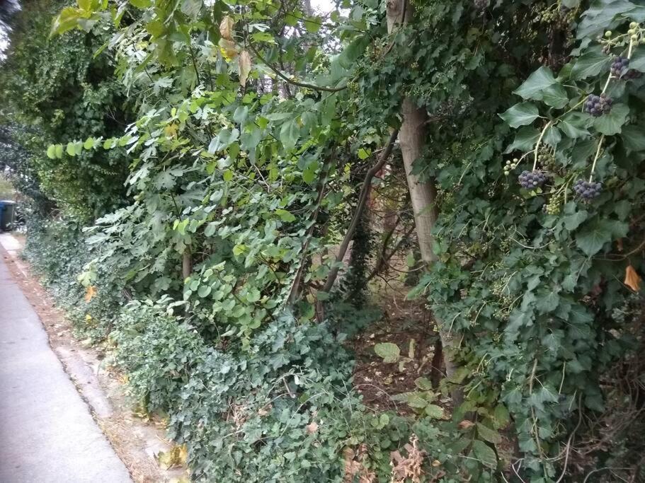 Apartament Forest Salonica Saloniki