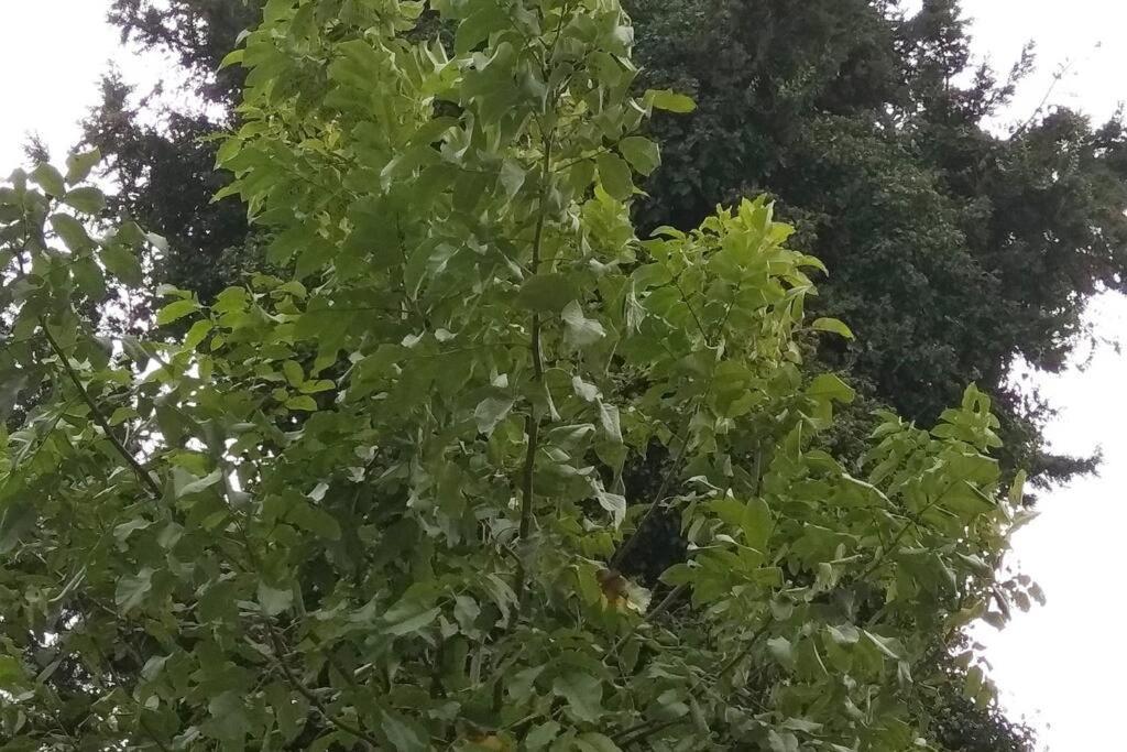 Апартаменты Forest Salonica *