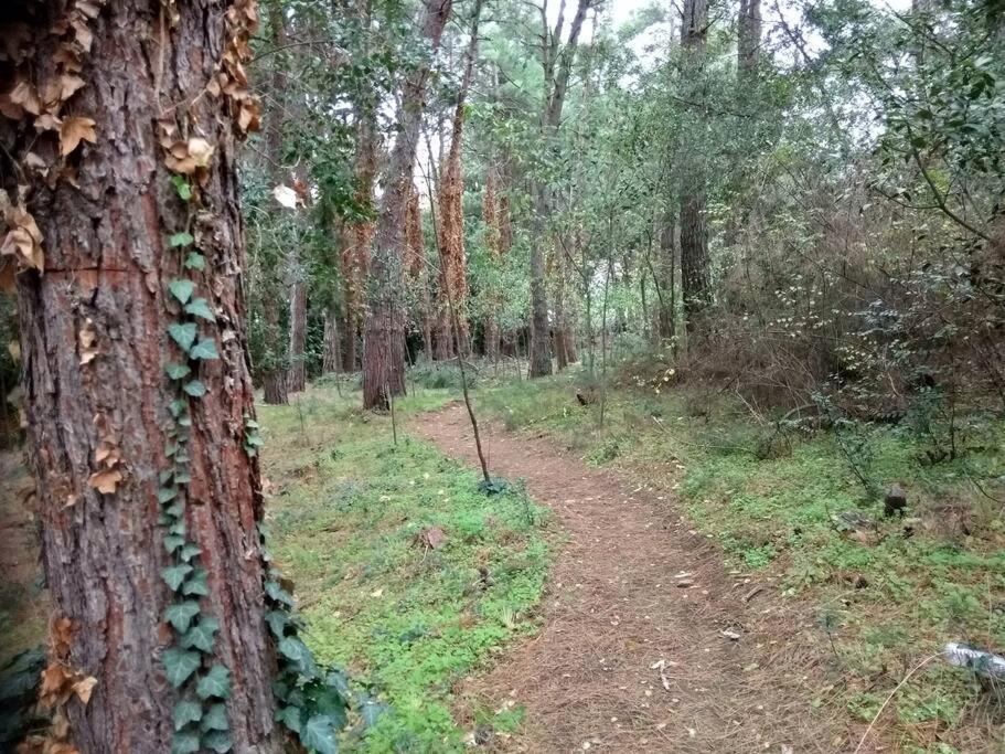 Forest Salonica * Салоники
